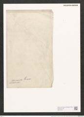 Nitzschia lorenziana var. incurva Grun. (de-Toni-Nr.: Genus 47, Species 2150) Zeichnungen Sammlung Grunow (NHMW-BOT-W0372374)